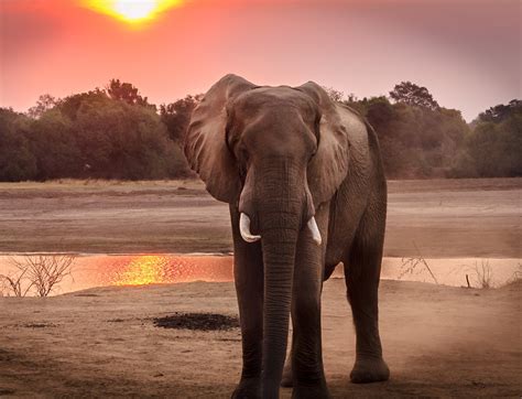 Dreaming of Riding an Elephant: A Symbol of Strength and Power