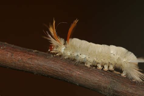 Dreaming of White Worms: What Does It Mean?