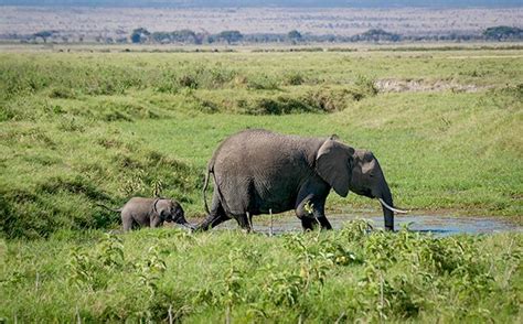 Dreaming of a Brighter Future for Elephants