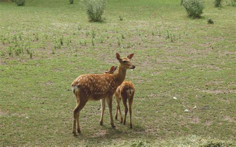 Dreaming of a Fawn: A Sign of Nurturing and Care