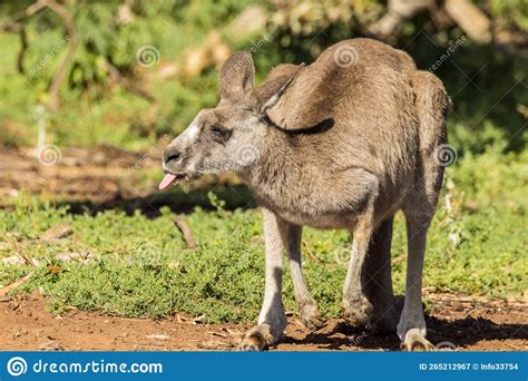 Dreaming of a Pale Marsupial