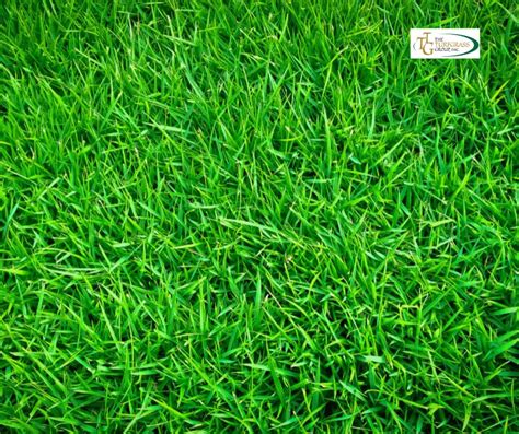 Dreaming of a Serene and Verdant Turf: Effective Strategies to Transform Your Lawn