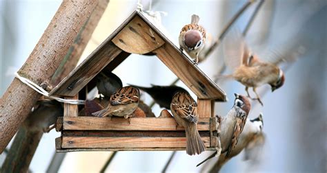 Dreaming of a Sparrow in Your Home: Predicting Fortunate Circumstances