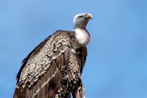 Dreaming of a Vulture Assault: Decoding its Significance