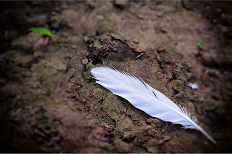 Dreaming of a White Feather: A Symbolic Significance