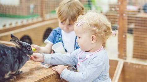 Dreaming of an Unforgettable Encounter: Exploring the Charm of Petting Zoos