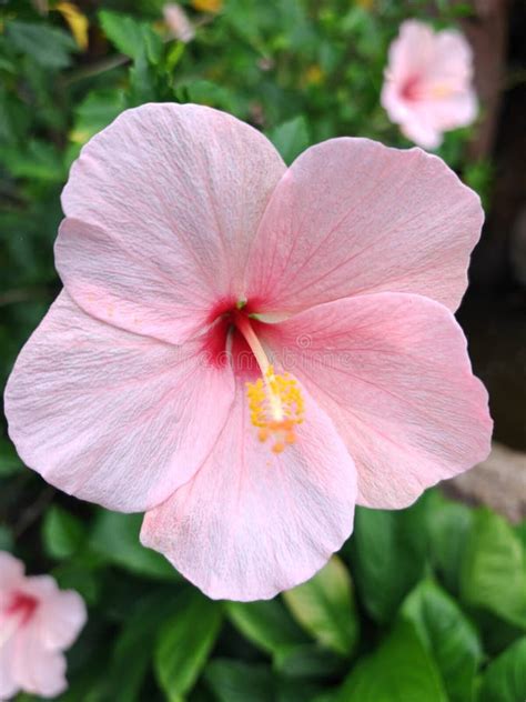 Dreaming of the Mesmerizing Splendor of a Hibiscus Blossom