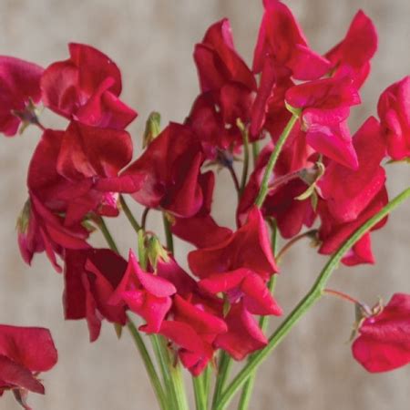 Dreaming of the Sublime Elegance of a Deep Red Blossom