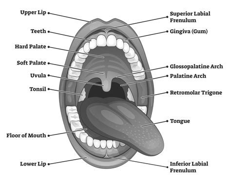 Dreams Involving Fecal Matter in One's Oral Cavity: Unraveling Their Significance