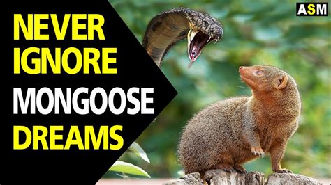 Dreams about Mongoose Bite: What Do They Signify?