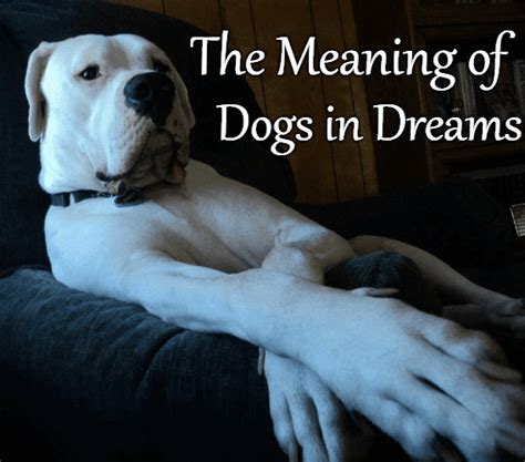 Dreams as Guides: Interpreting a Dream with a Spotted Canine Companion