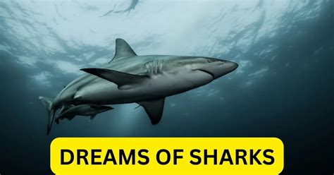 Dreams of Being Consumed by a Shark: What Do They Symbolize?