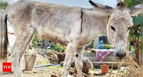 Dreams of Donkey Slaughter: What Can They Reveal about the Dreamer?