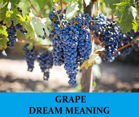 Dreams of a Grape Aficionado