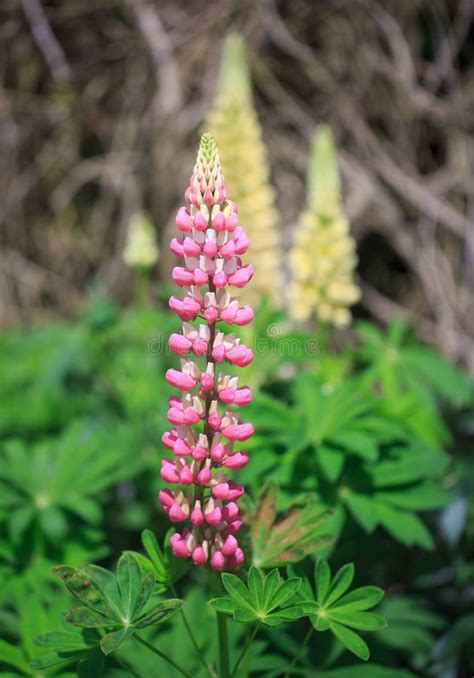 Dreams of a Mighty and Regal Upright Lupine: A Representation of Dominance and Autonomy