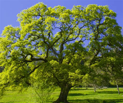 Dreams of an Aged Oak: Decoding the Profound Symbolism