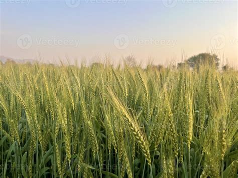 Dreams of the Whistling Wheat Fields: Exploring Hidden Meanings