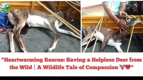 Dreams that Ignite Compassion: Saving Helpless Creatures