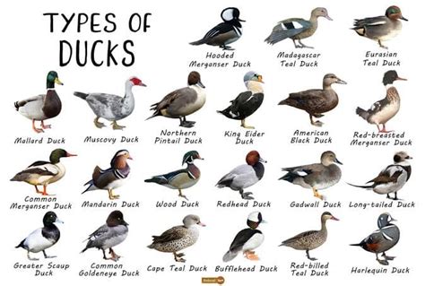 Duck Species: An Array of Vibrant Differences