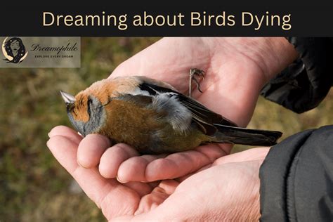 Dying Love Birds: A Symbolic Dream