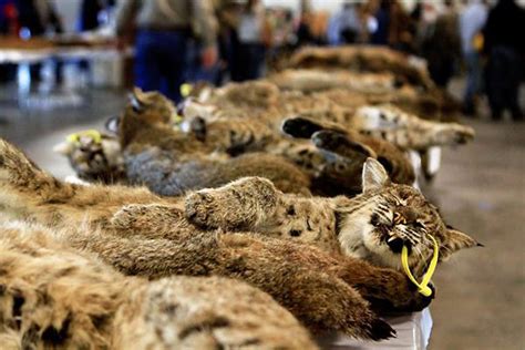 Dying for Fashion: The Brutality of the Fur and Leather Industries