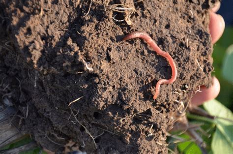 Earthworms as Indicators of Soil Quality