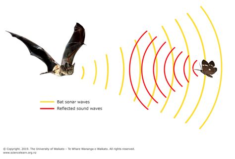 Echoes of Information: Exploring Bats' Use of Echolocation for Communication