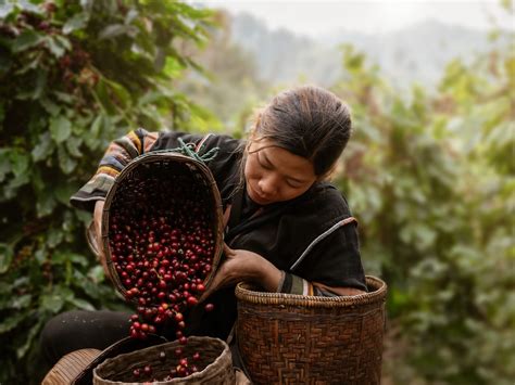 Eco-Friendly Coffee Practices: Supporting Sustainable Farming and Ethical Sourcing