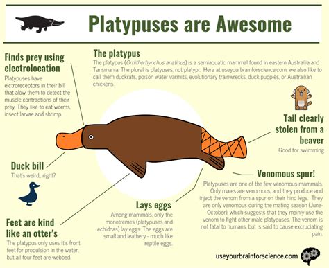 Ecological Importance: Understanding the Role of the Platypus in its Environment