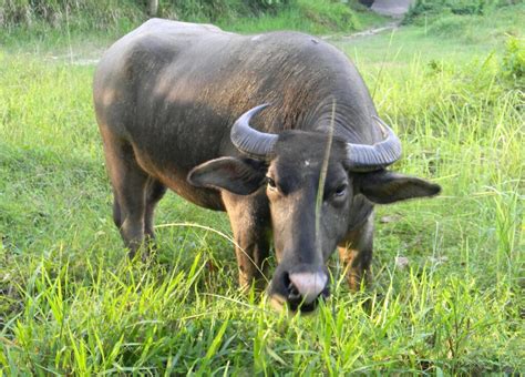 Economic Value: Evaluating the Economic Impact of the White Carabao's Mythical Symbolism in the Philippines