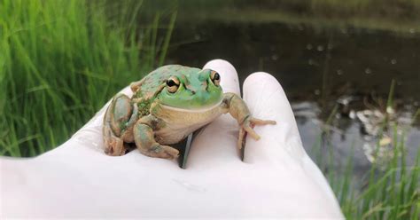 Educating and Engaging: Getting Involved in Frog Conservation