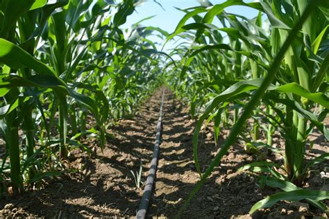 Effective Irrigation Methods for Maize Plants