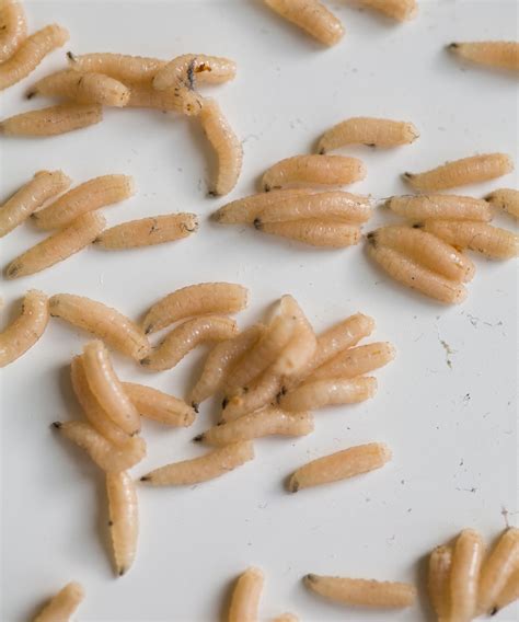 Effective Measures to Eliminate Maggots and Prevent Future Infestations in Your Home