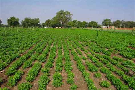 Effective Pest and Disease Control in Groundnut Farming