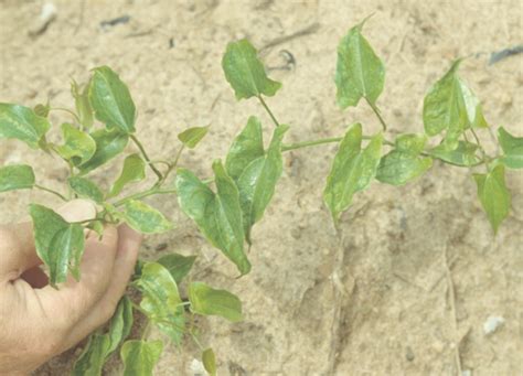 Effective Pest and Disease Management for Yam Crops