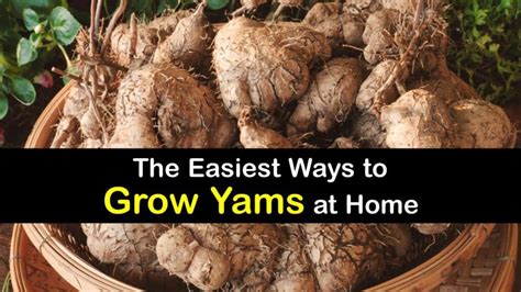 Effective Strategies for Successfully Growing Yam Crops