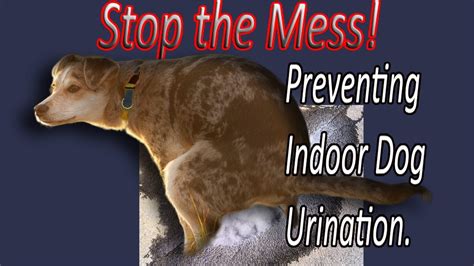 Effective Strategies to Prevent Indoor Urination by Puppies