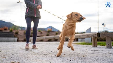 Effective Techniques for Harnessing Your Energetic Pup's Vigor