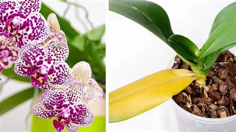 Effective Techniques for Nurturing and Maintaining Beautiful Orchid Blooms