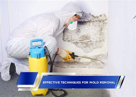 Effective Techniques for Proper Mold Removal