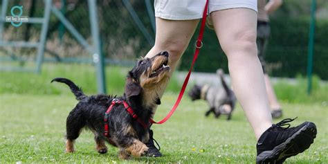 Effective Techniques for Training a Well-Mannered and Compliant Canine Companion