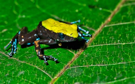 Efforts to Preserve the Enchanting Diversity of Toxic Arrow Frogs