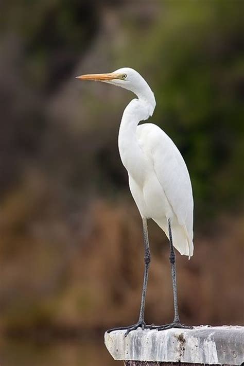 Egrets as Messengers of Equilibrium and Accord in Indigenous American Legend