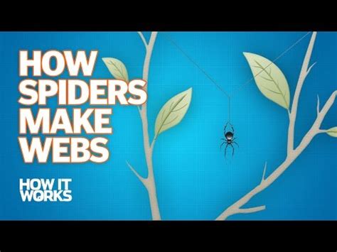 Eliminating Spider Webs: Strategies for a Webless Future