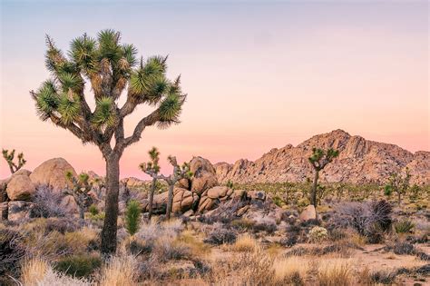 Embark on a Journey through the Enchanting Realm of the Joshua Tree: A Majestic Oasis in the Heart of the Desert