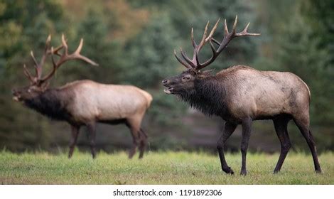 Embark on an Adventure to Witness the Breathtaking Mating Ritual of Magnificent Elk