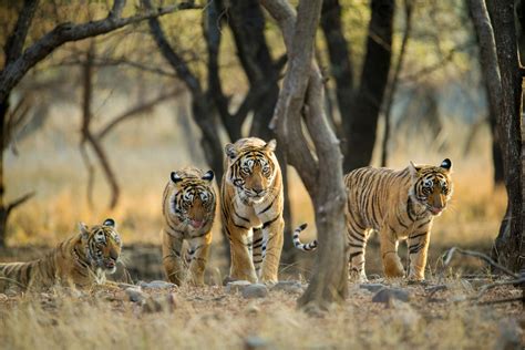 Embark on an Enchanting Safari: Discover the Captivating Realm of Tigers in the Wild