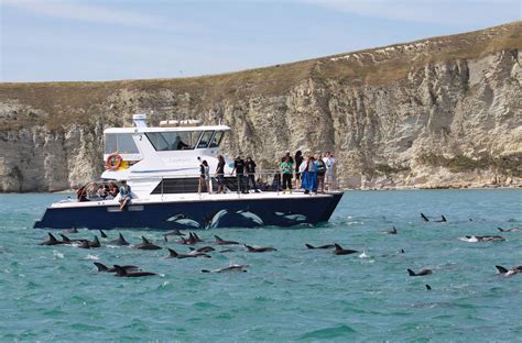 Embark on an Unforgettable Encounter with Exhilarating Marine Wildlife