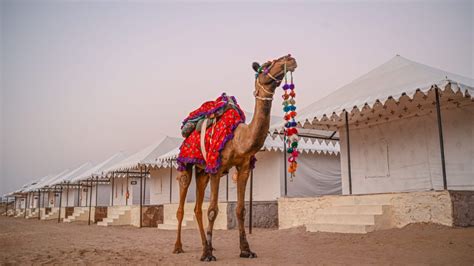 Embark on an Unforgettable Journey: An Extraordinary Camel Experience in the Realm of Slumber