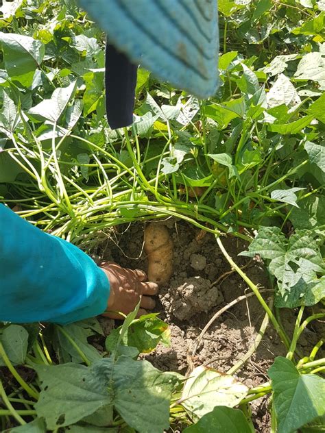 Embarking on Your Yam Harvesting Journey